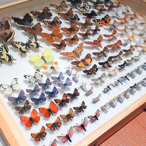 Butterfly Research Centre bhimtal