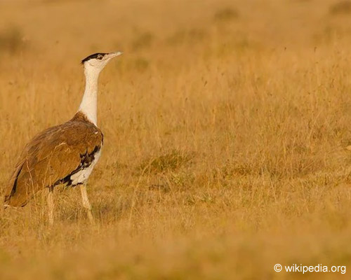 Great Indian Bustard Sanctuary Solapur Maharashtra