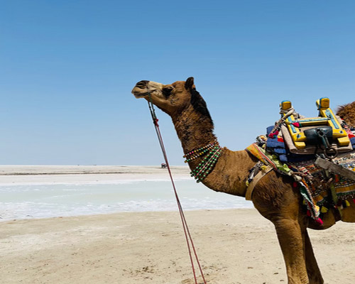 Rann of Kutch | The Great Rann of Kutch | White Desert 